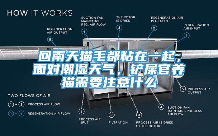 回南天貓毛都粘在一起，面對潮濕天氣，鏟屎官養貓需要注意什么